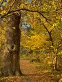 Autumn  - PhotoDune Item for Sale