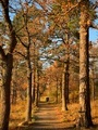 Late autumn  - PhotoDune Item for Sale