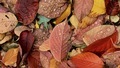 Autumn leaves on the ground - PhotoDune Item for Sale