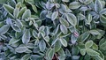 frosty leaves - PhotoDune Item for Sale