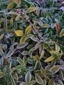 frosty leaves - PhotoDune Item for Sale