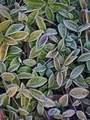 frosty leaves - PhotoDune Item for Sale
