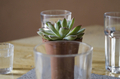 Succulent plant - PhotoDune Item for Sale