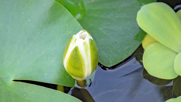 Time Lapse of Water Lily