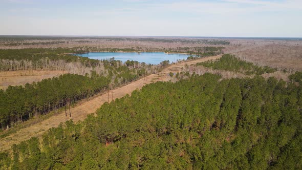 Electricity cables run through dense woodland acting as fire break North Carolina