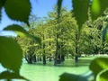 Cypress  - PhotoDune Item for Sale