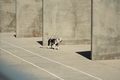 Dog in a concrete facility  - PhotoDune Item for Sale