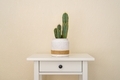 Home potted cactus plant on table - PhotoDune Item for Sale