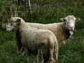 Freshly shaved sheep - PhotoDune Item for Sale