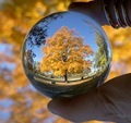 Yellow Autumn Tree reflected in small lens ball  - PhotoDune Item for Sale