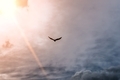A lone eagle flies from the sun to meet stormy clouds - PhotoDune Item for Sale