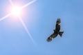 Desert eagle soars in the sky against the background of a clear sky and a bright sun in search  - PhotoDune Item for Sale