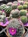 Succulent  - PhotoDune Item for Sale