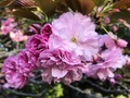 spring - PhotoDune Item for Sale