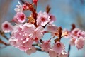 Cherry blossoms  - PhotoDune Item for Sale