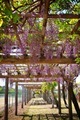 Fuji flowers - PhotoDune Item for Sale