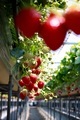 Strawberry farm  - PhotoDune Item for Sale