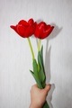 Tulips  - PhotoDune Item for Sale