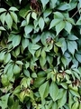 Green leaves  - PhotoDune Item for Sale