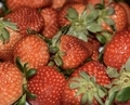 Strawberry  - PhotoDune Item for Sale