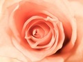 Rose closeup  - PhotoDune Item for Sale