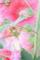 Pink flower  - PhotoDune Item for Sale