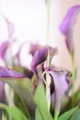 Purple flower  - PhotoDune Item for Sale