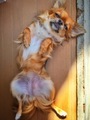 Coco's position when she wants a massage  - PhotoDune Item for Sale