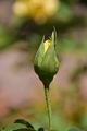 Rose bloom  - PhotoDune Item for Sale
