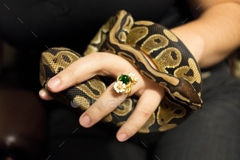 The ball python (Python regius), also known as the royal python
