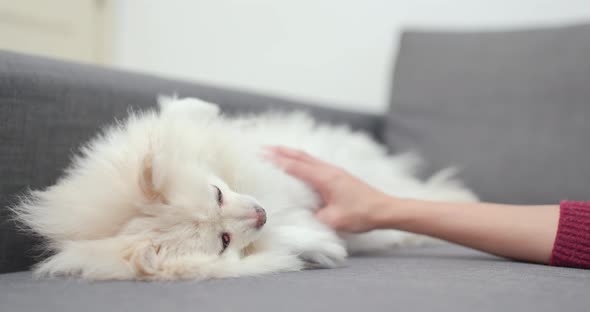 Woman Play with Her Dog at Home