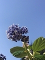 Bleu flower of ceanothe in the blue sky  - PhotoDune Item for Sale