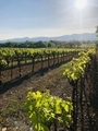 Vineyards  - PhotoDune Item for Sale