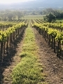 Plants of future wine  - PhotoDune Item for Sale