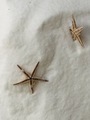 Stars of the sea in the sand  - PhotoDune Item for Sale