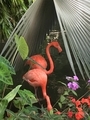 Twin flamingos - PhotoDune Item for Sale