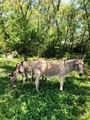 Two donkeys  - PhotoDune Item for Sale