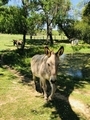 Free donkeys  - PhotoDune Item for Sale