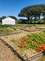 White house in Provence with vegetable garden  - PhotoDune Item for Sale
