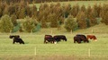 Beef cattle grazing  - PhotoDune Item for Sale