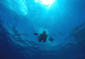 Diving underwater - PhotoDune Item for Sale