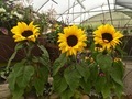 Sunflowers - PhotoDune Item for Sale