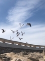 Seagulls in the wind on the palm beach promenade in Cannes - PhotoDune Item for Sale