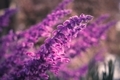 Purple flower known as Salvia leucantha or Mexican Bush Sage. Deep purple bokeh. Shot with a macro - PhotoDune Item for Sale