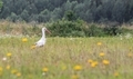 White stork in natural landscape searching for lunch - PhotoDune Item for Sale