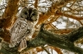 An owl on the tree looking very curiously - PhotoDune Item for Sale