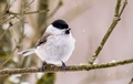 Round cute bird in winter - PhotoDune Item for Sale