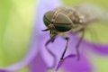 Resting horse-fly - PhotoDune Item for Sale