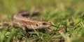 Reptile for up close in the grass - PhotoDune Item for Sale
