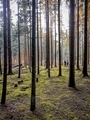 People taking a hike in tall pine tree forest during sunset - PhotoDune Item for Sale